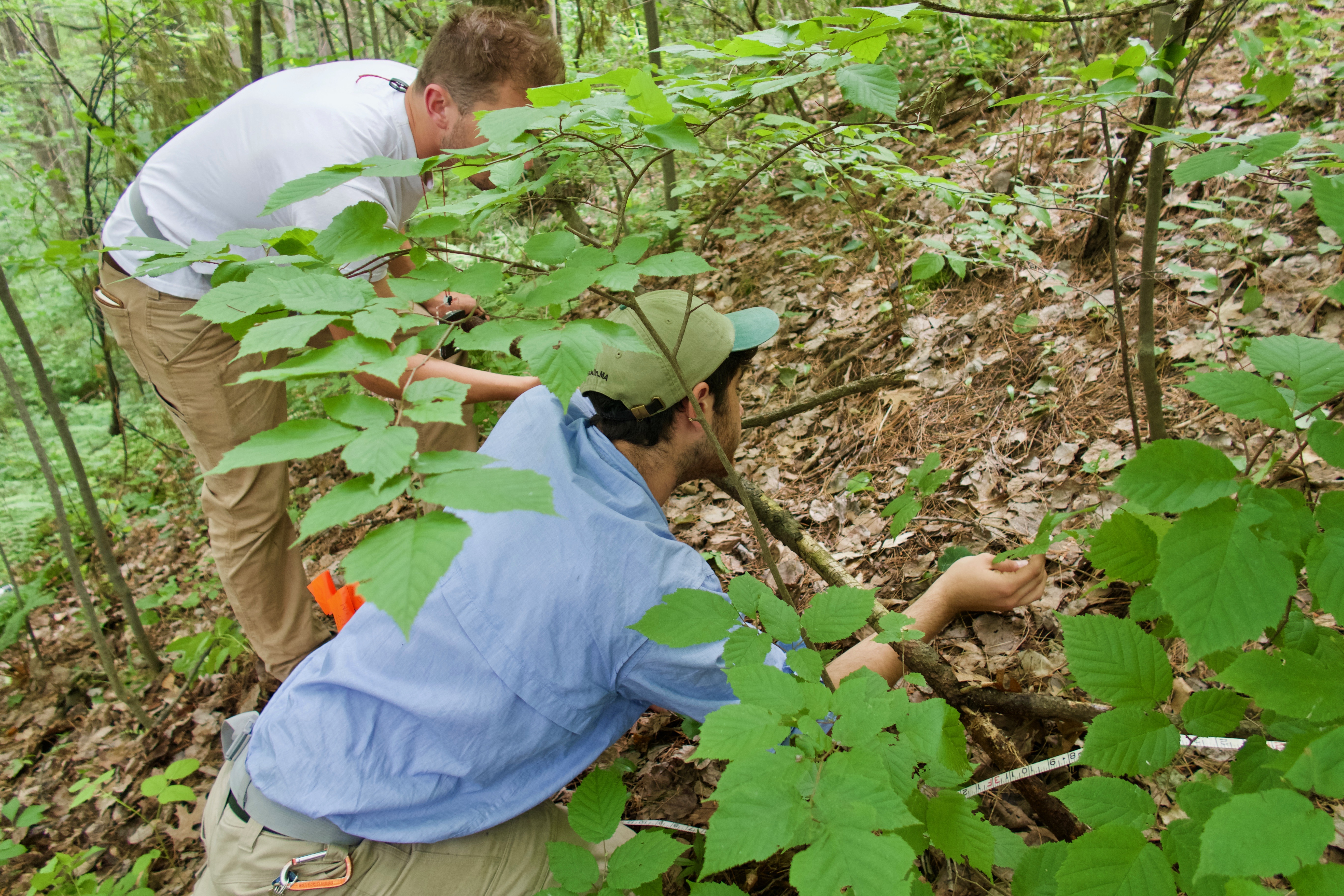 Main page image for Plot Vegetation Visit Information